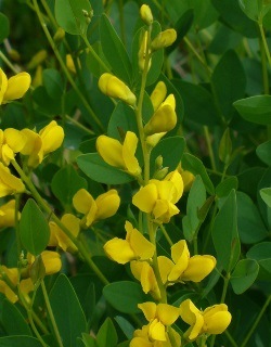 Yellow Wild Indigo, Yellow False Indigo, Baptisia, Baptisia sphaerocarpa